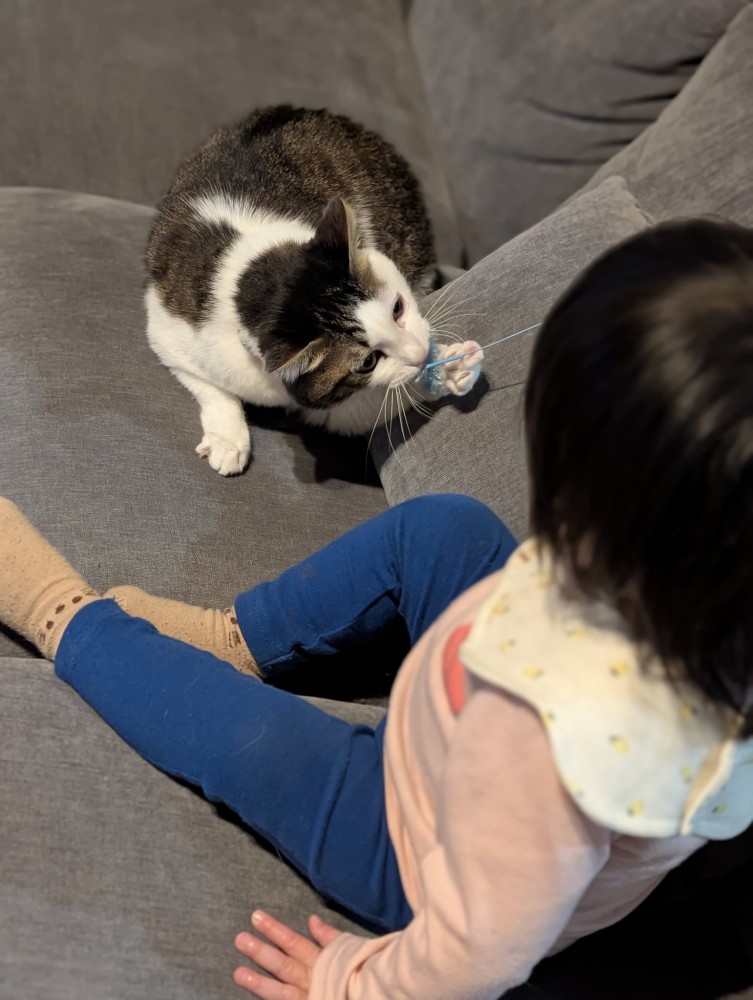 キジ白猫と遊ぶ子ども