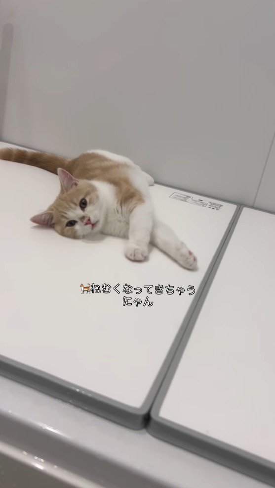 浴槽の蓋の上に寝転がって目を細める子猫