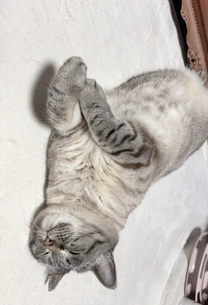 お腹を出してくつろぐ猫