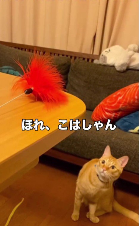 猫じゃらしで遊ぶ猫