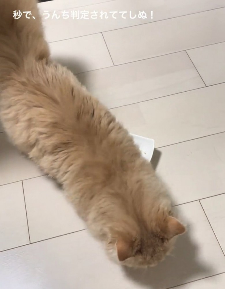 床をホリホリする猫