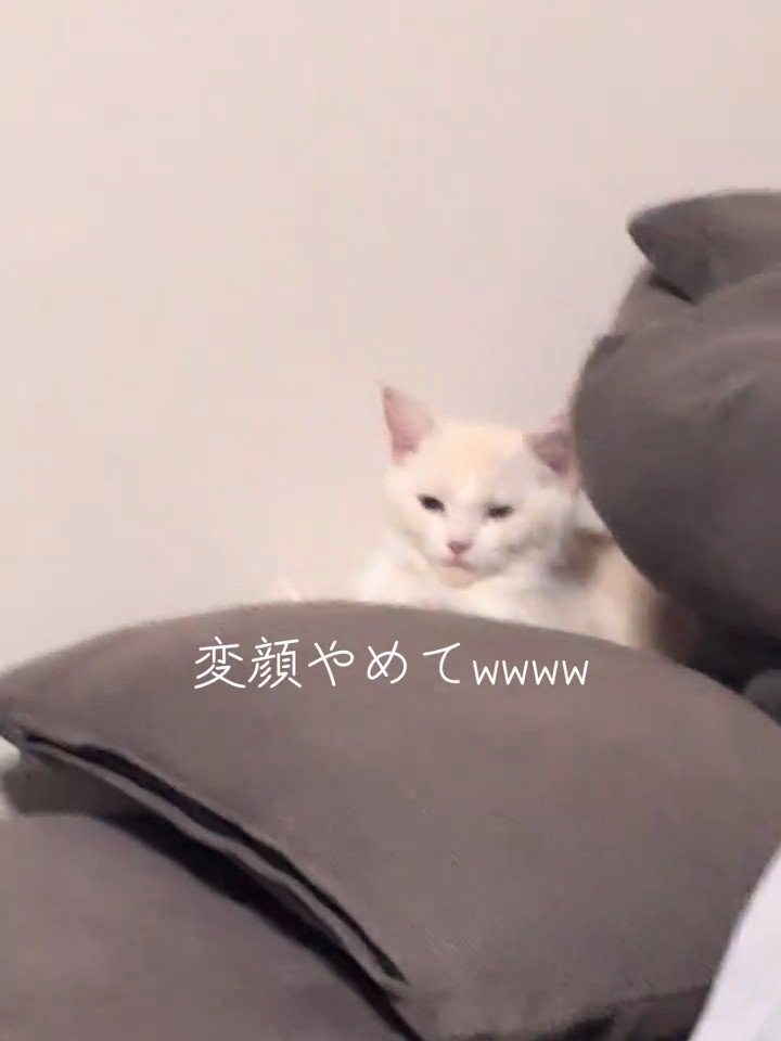 目を細める猫