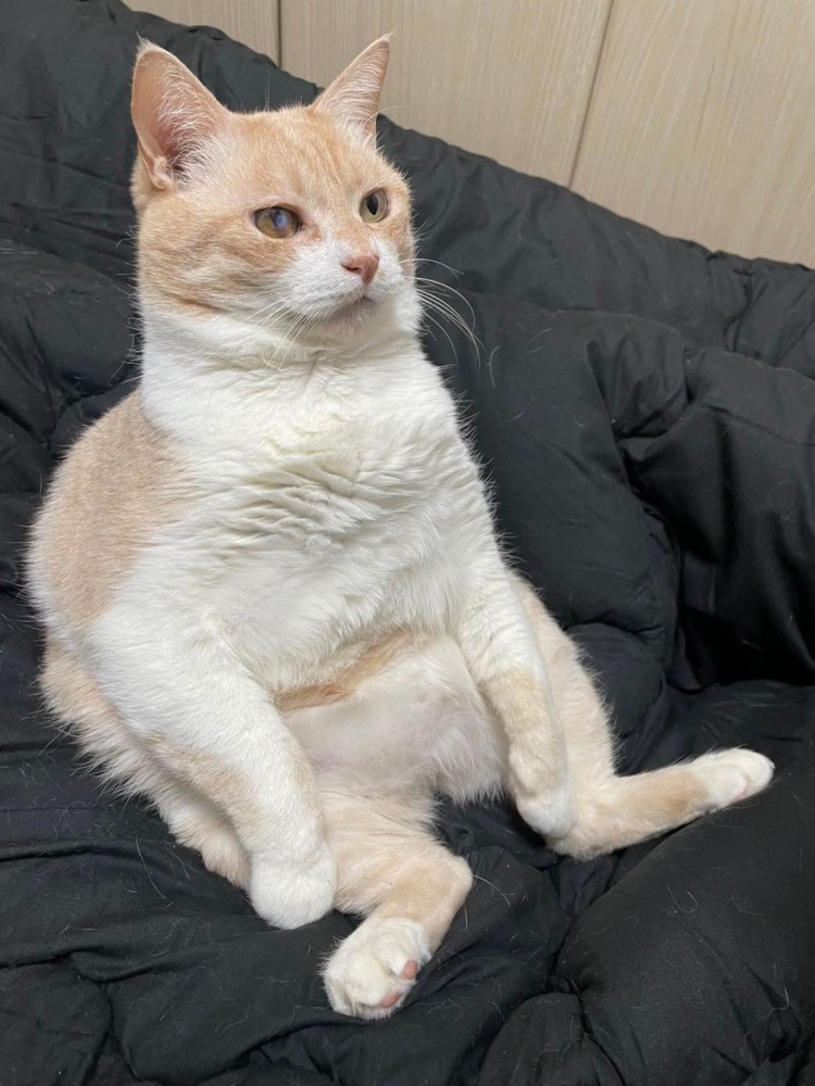 人間みたいに座る猫