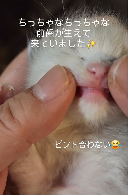 歯を見られている子猫
