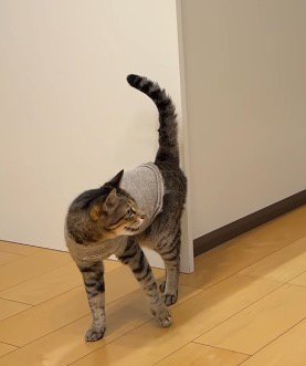 赤ちゃんに鳴き声をあげる猫