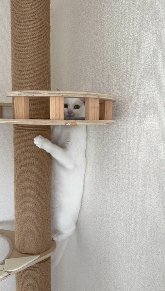 頭を隠す猫