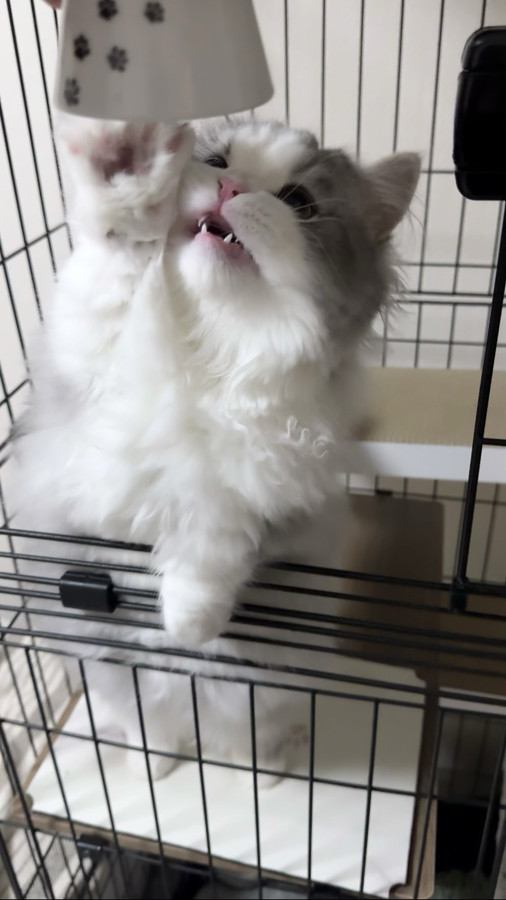 飼い主が持っている皿に前足を伸ばす猫