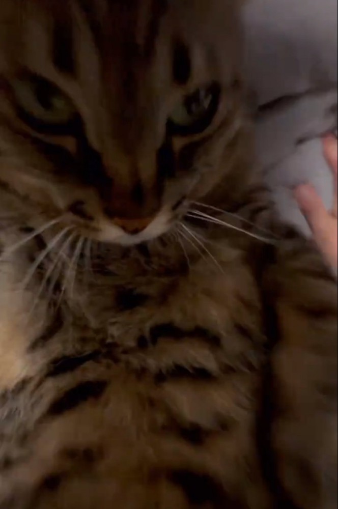 猫に覆い被さる撮影者