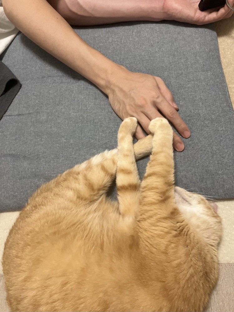 飼い主の手に手足を重ねる猫の様子