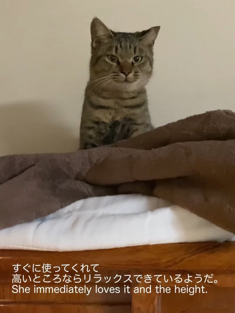 座る猫
