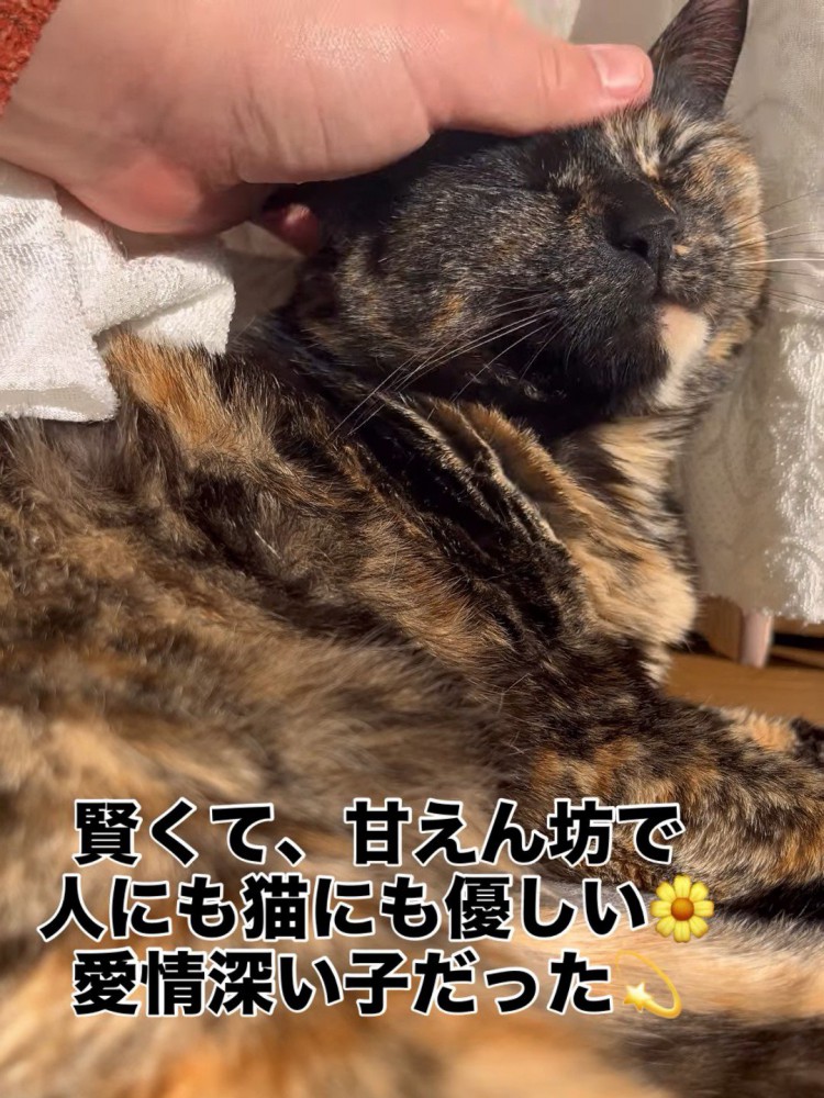 なでられる猫
