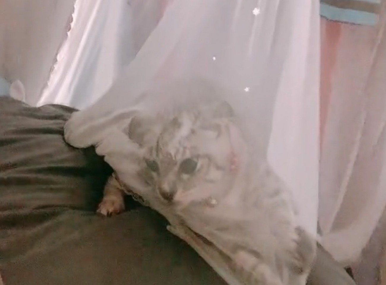 カーテンに引っかかる子猫アップ