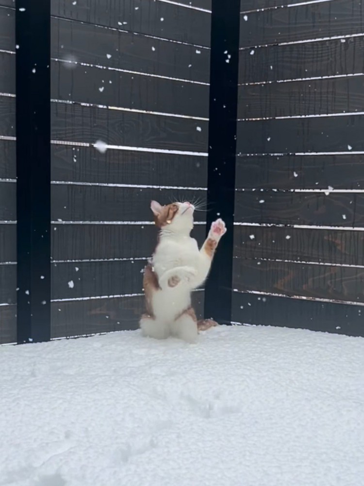 前足を上に伸ばす猫