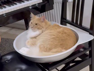 顔をあげるクリーム色の猫