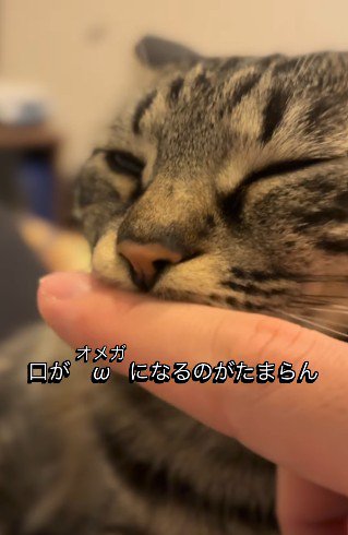 口元に指を当てられた猫