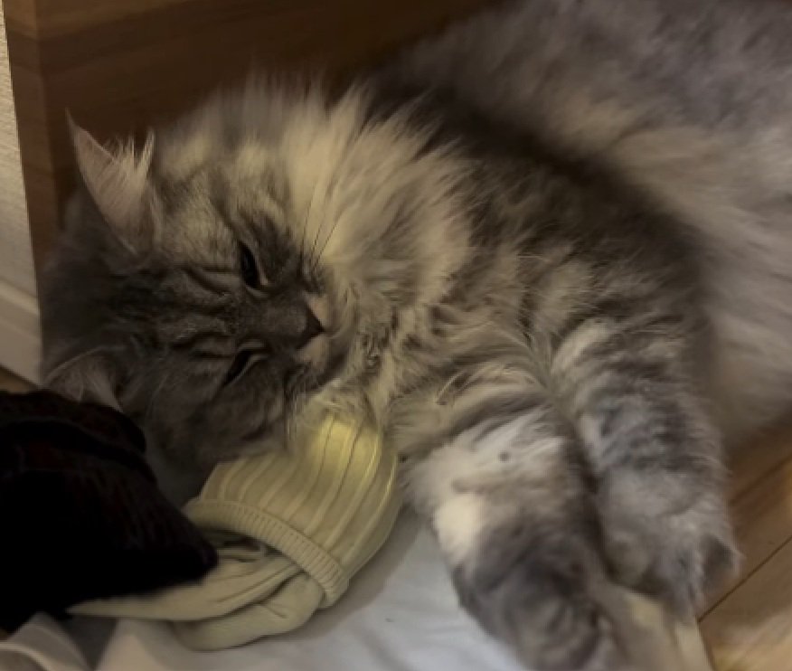 寝る猫