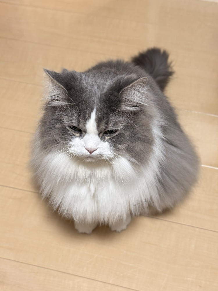 眠そうな顔の猫