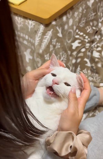 人に抱かれている猫