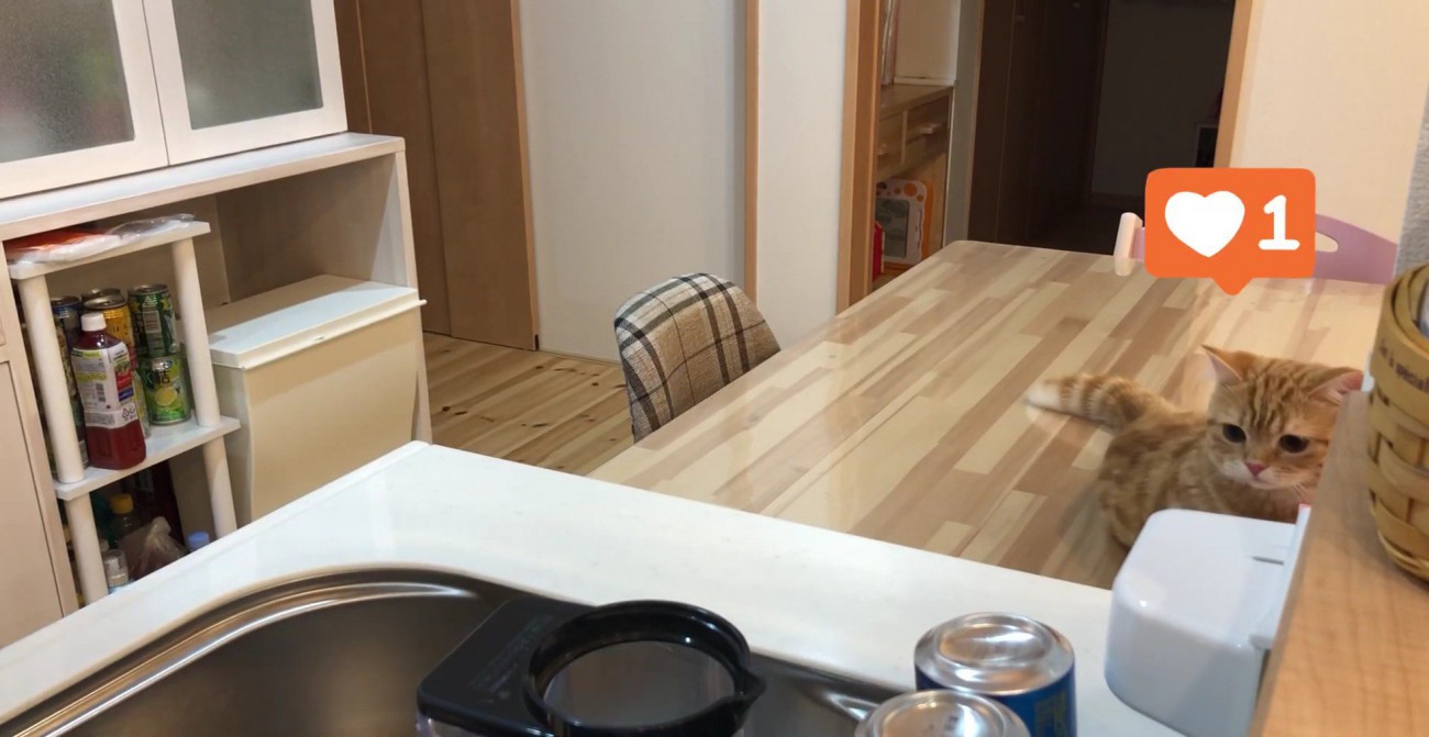 洗い物に気づいたぷてぃこさん