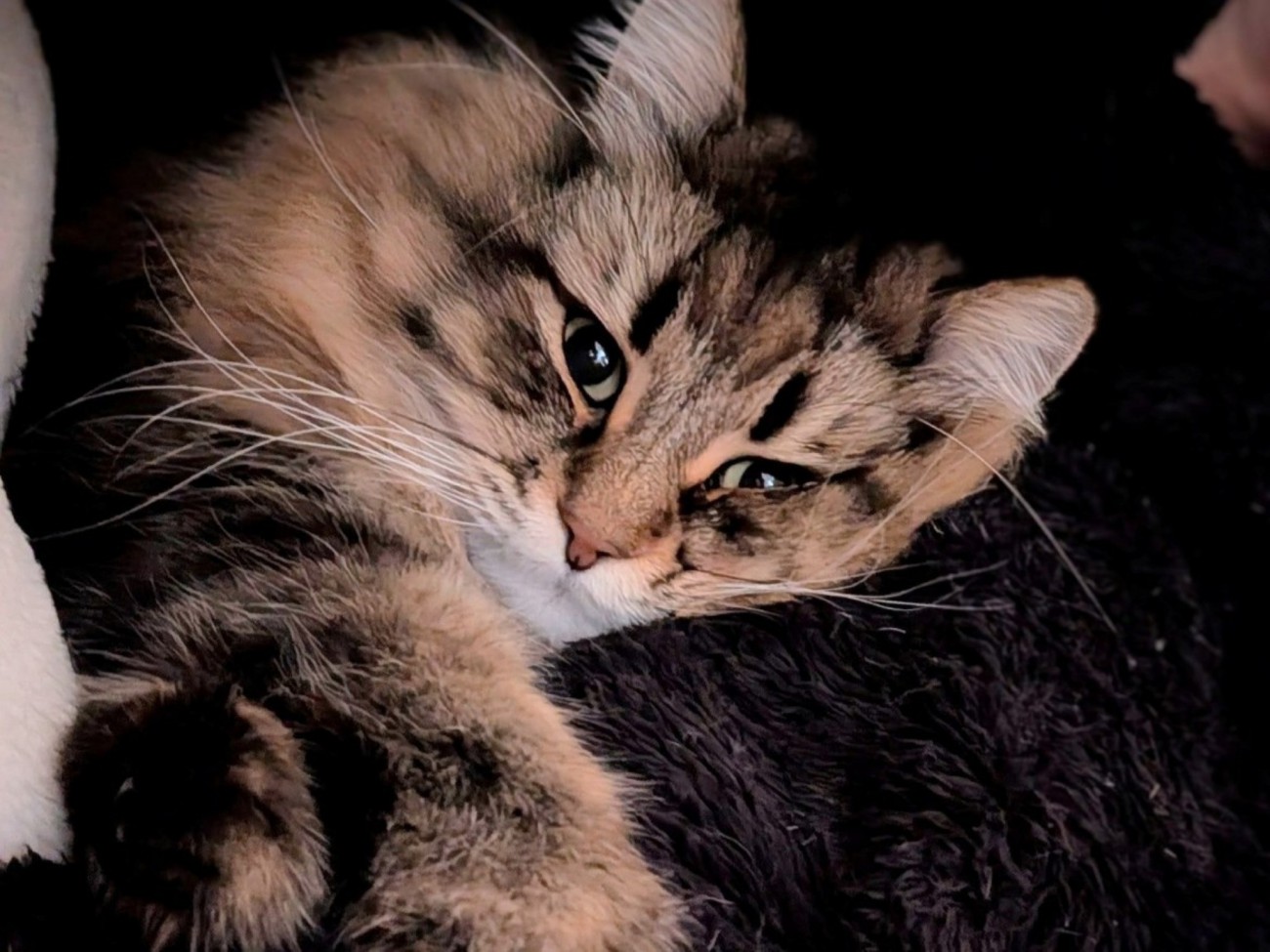 飼い主の腕にしがみつき横になるサイベリアン