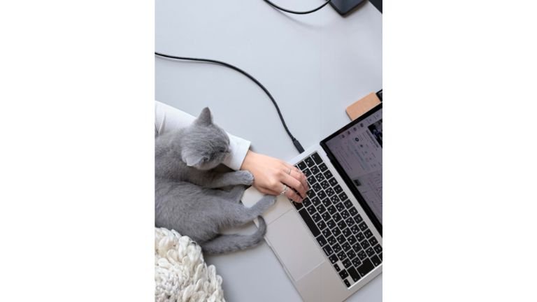 添い寝している猫