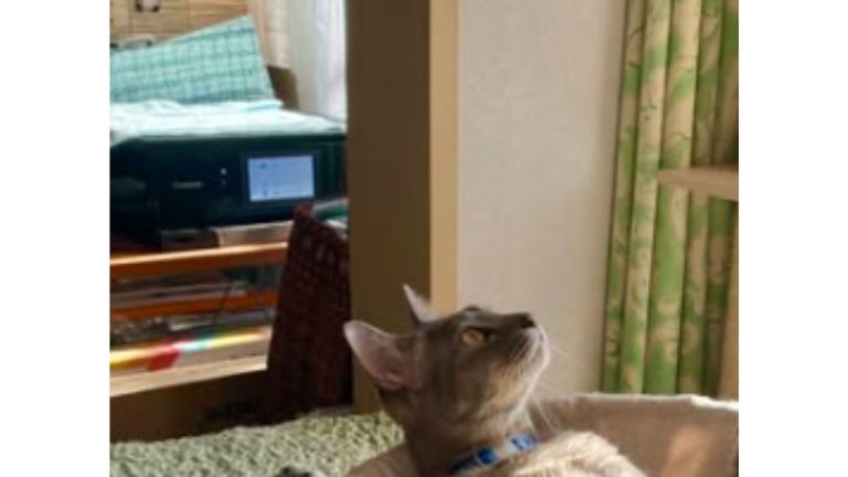 キャットタワーにいる猫