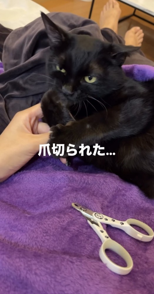 飼い主の足の上でくつろぐ黒猫