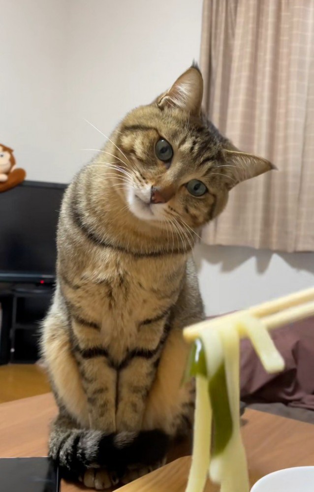 うどんを見下ろす猫