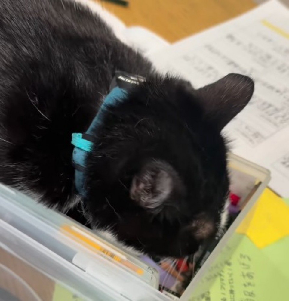 文房具入れの中に顔を入れる猫