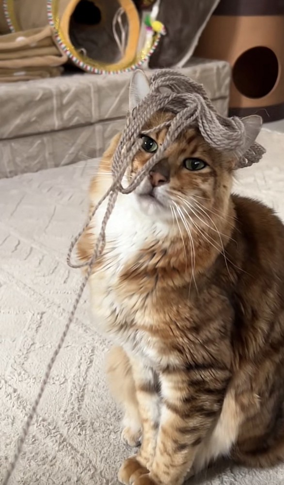 毛糸を頭に乗せた猫の写真1