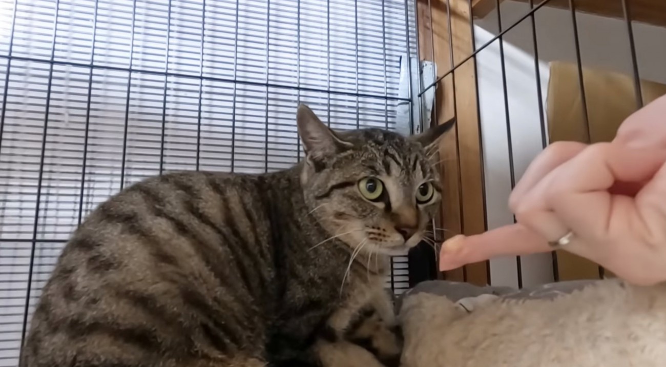 警戒して固まる猫