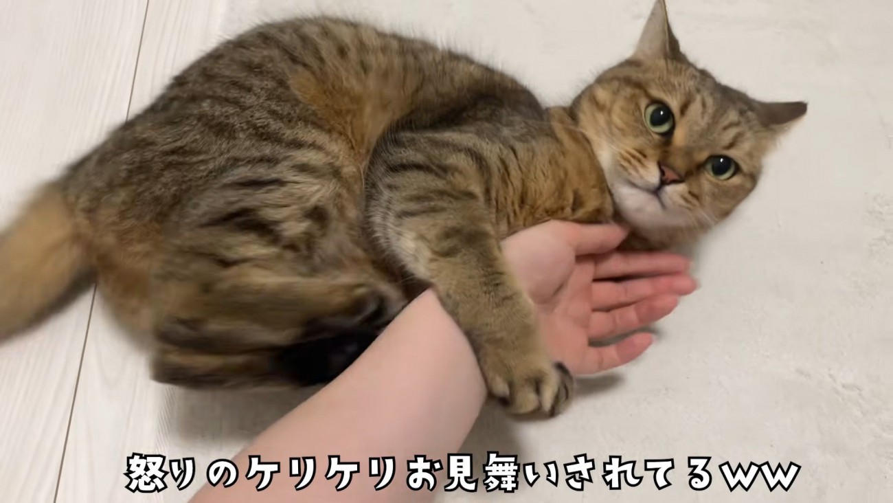 前足で人の手をつかみ後ろ足で蹴る猫
