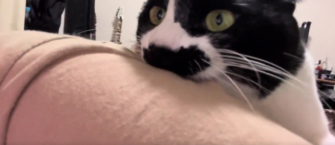 飼い主の服を噛む猫