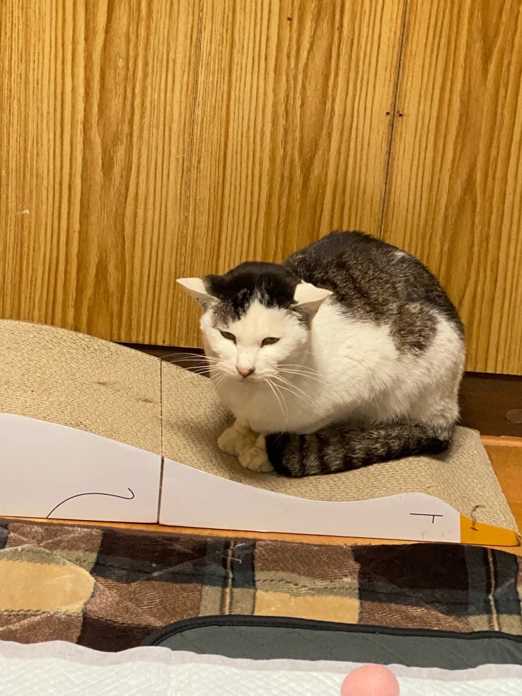 座る猫