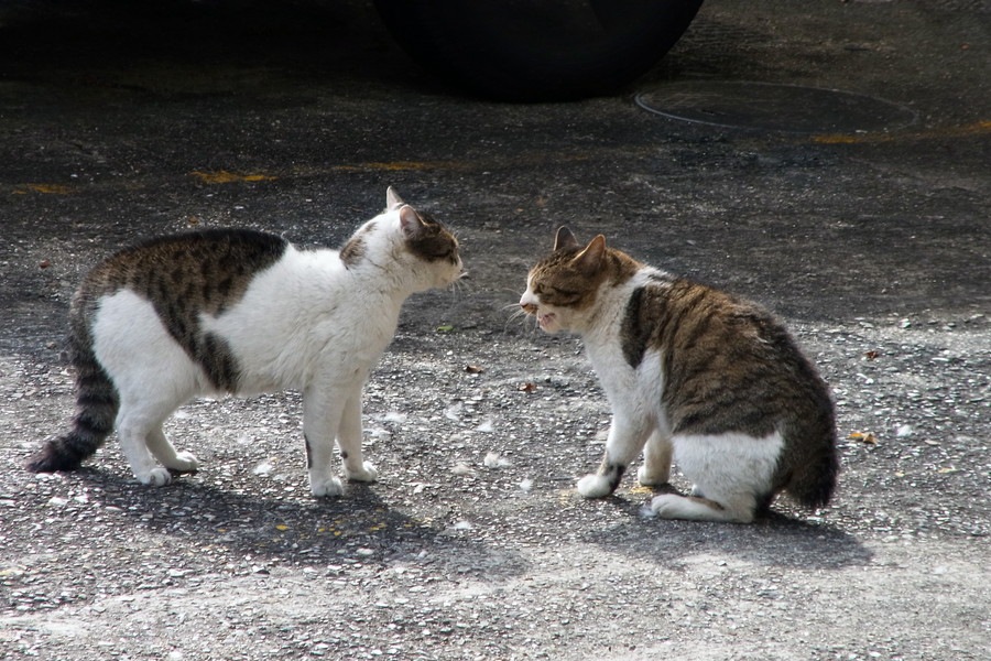 猫が威嚇している時の鳴き声や仕草、心理 | ねこちゃんホンポ