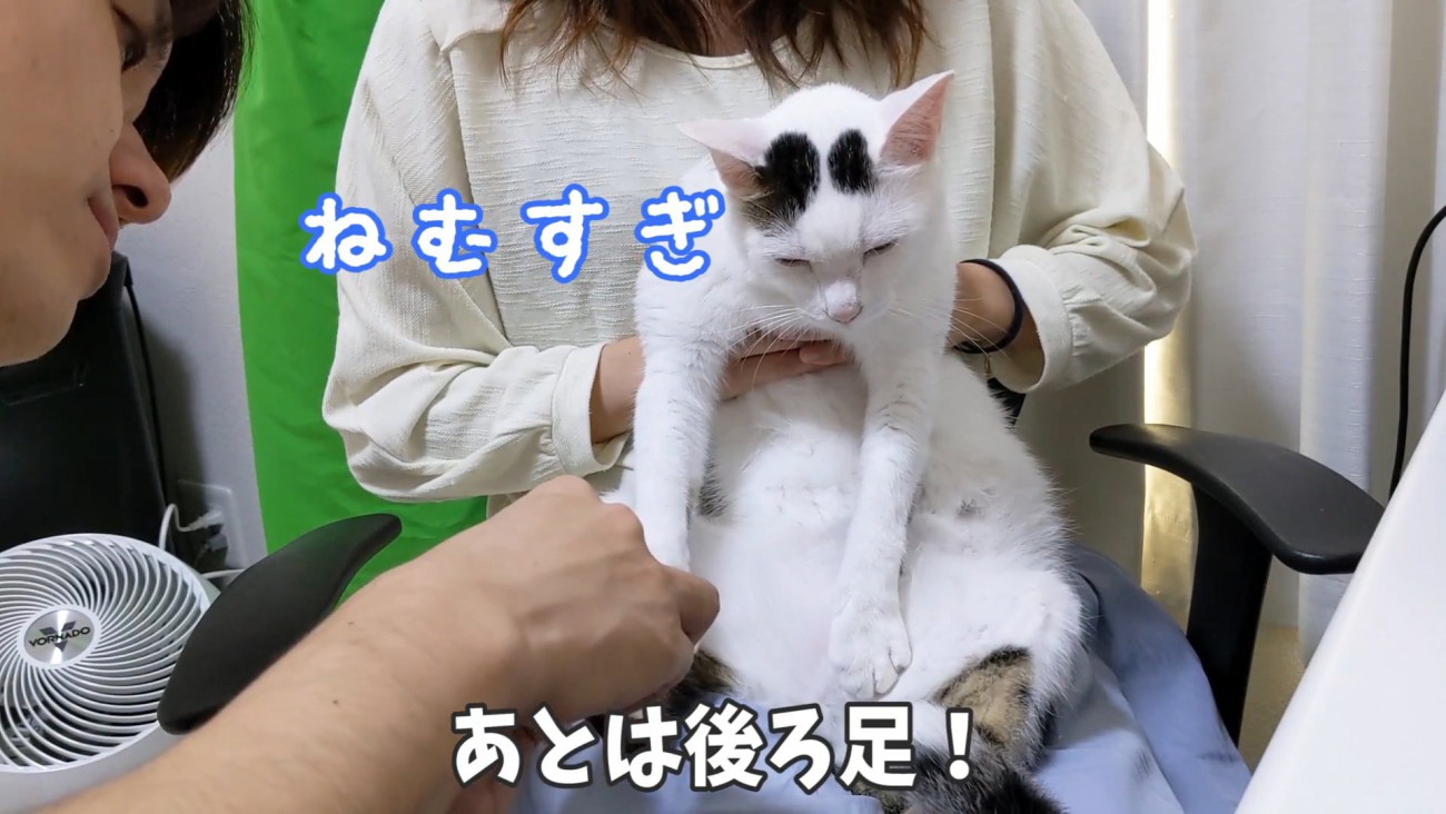 下を向く猫