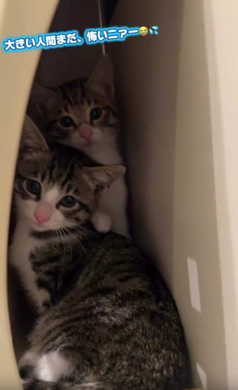 郵便受けに隠れる2匹の猫