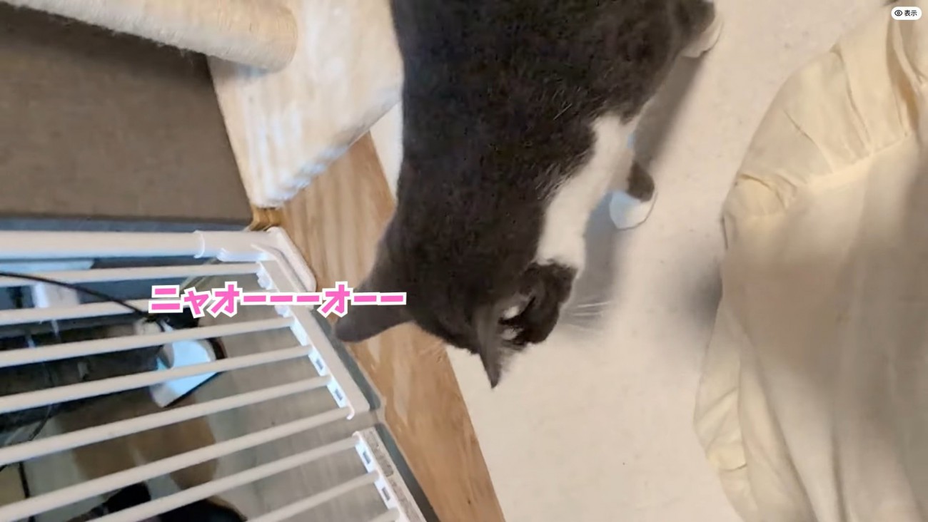 テロップ「ニャオーーオーー」