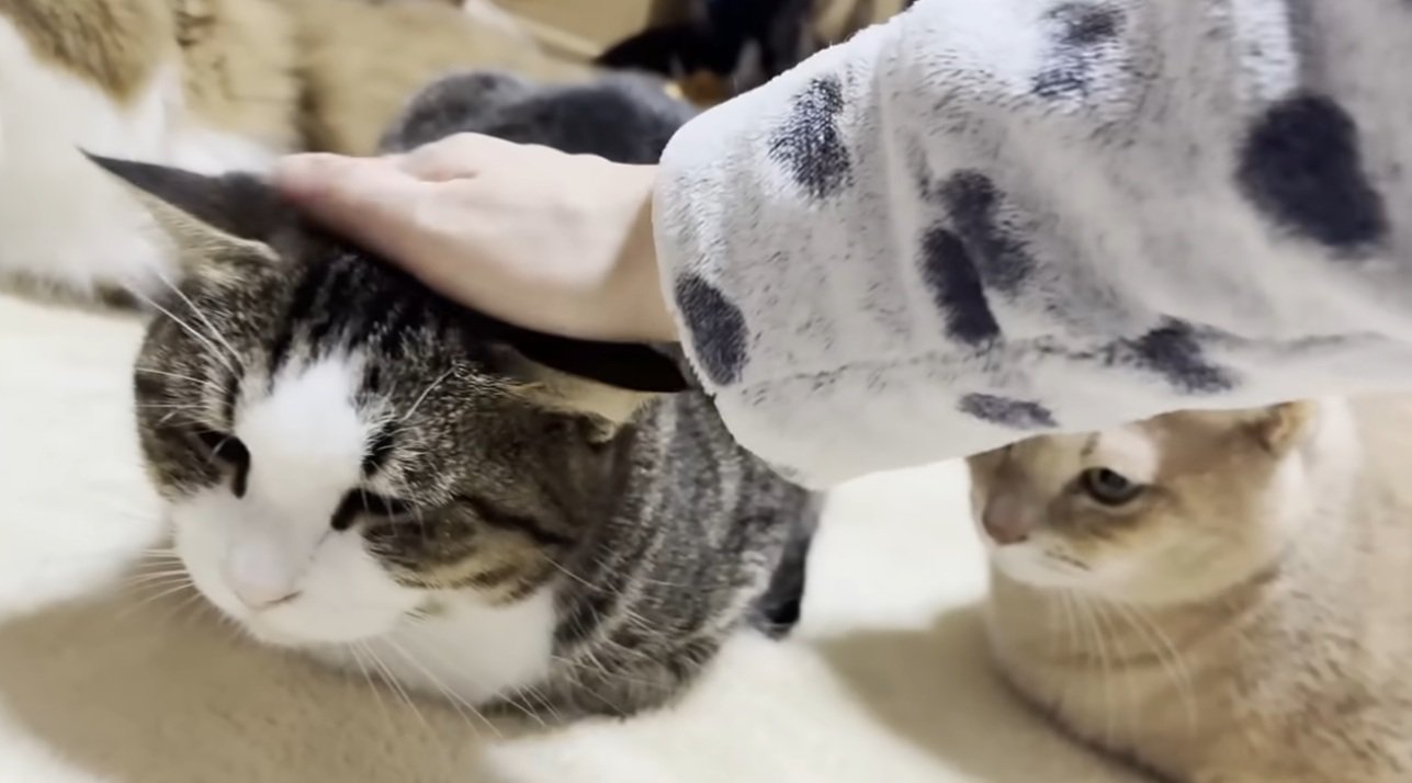 なでられている猫
