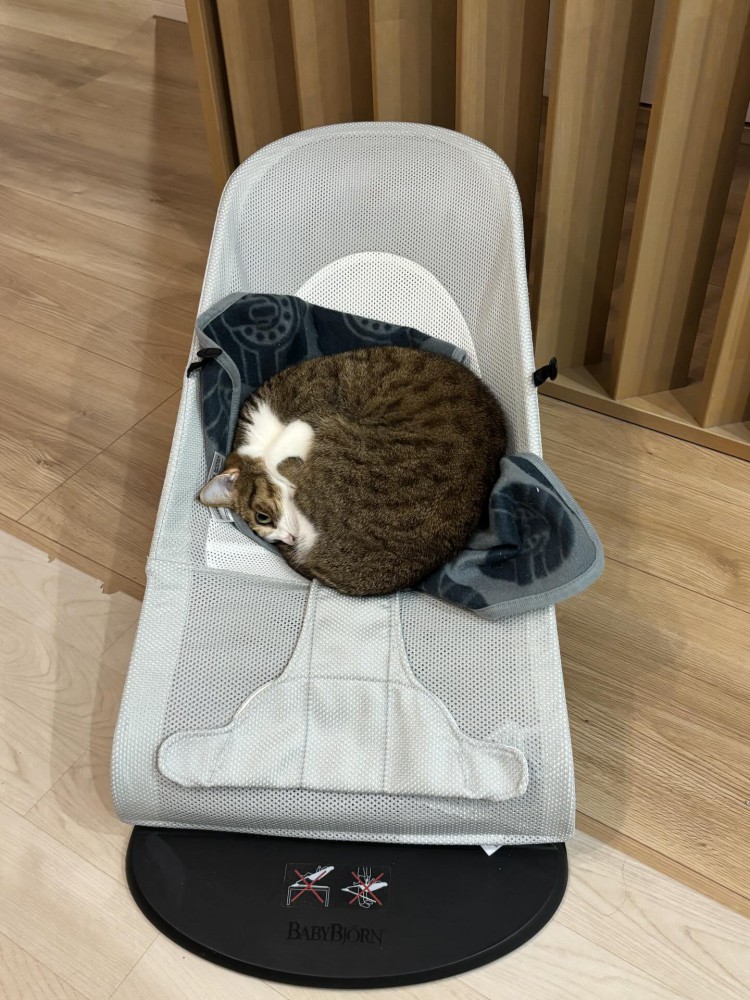 バウンサーに乗る猫