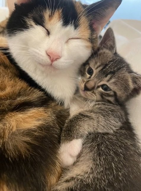 三毛猫とくっついて眠る子猫