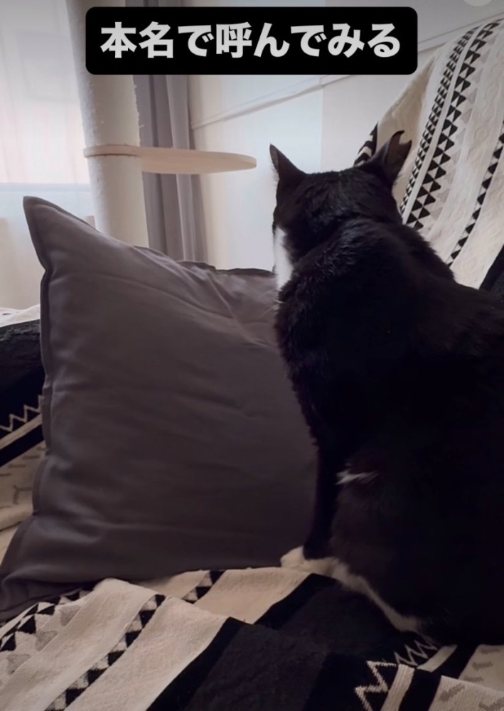 少し顔を背ける猫