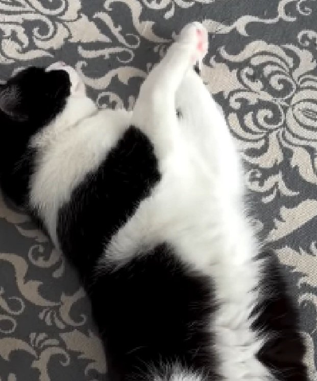 猫の上半身