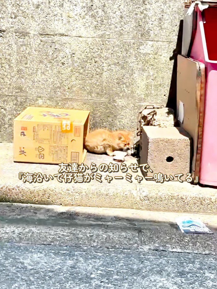 箱の横にいる子猫