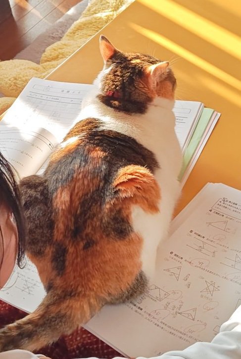 紙の上に座る猫