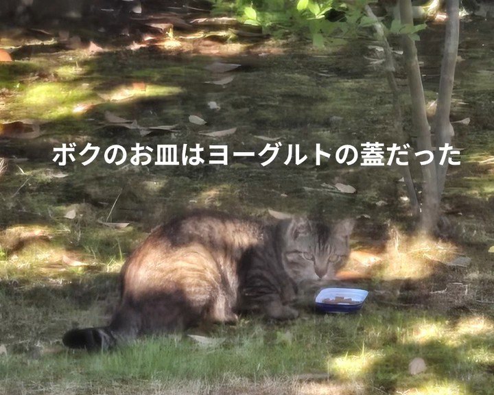 振り向く外にいる猫