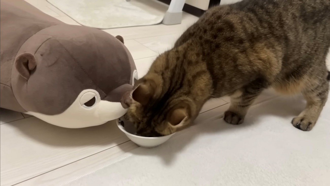 ぬいぐるみの前に出したご飯を食べる猫