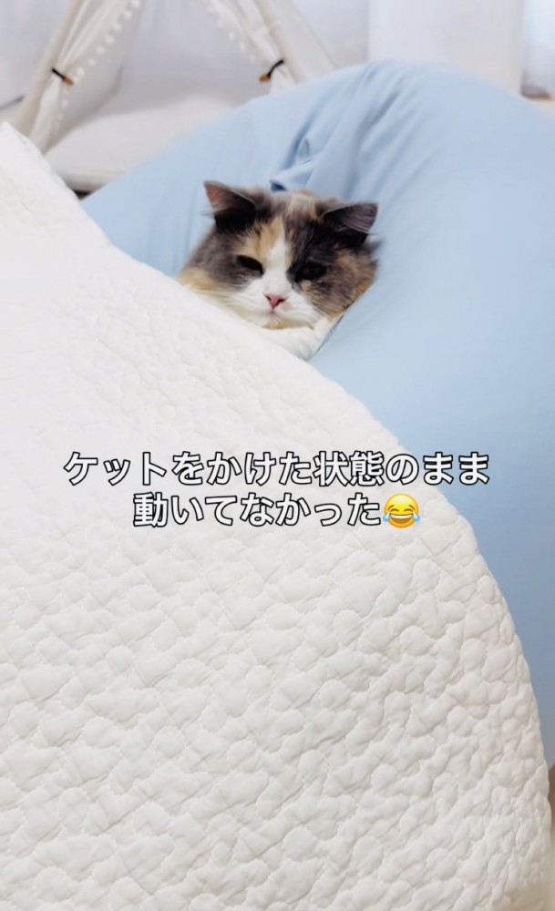 クッションでくつろぐ子猫