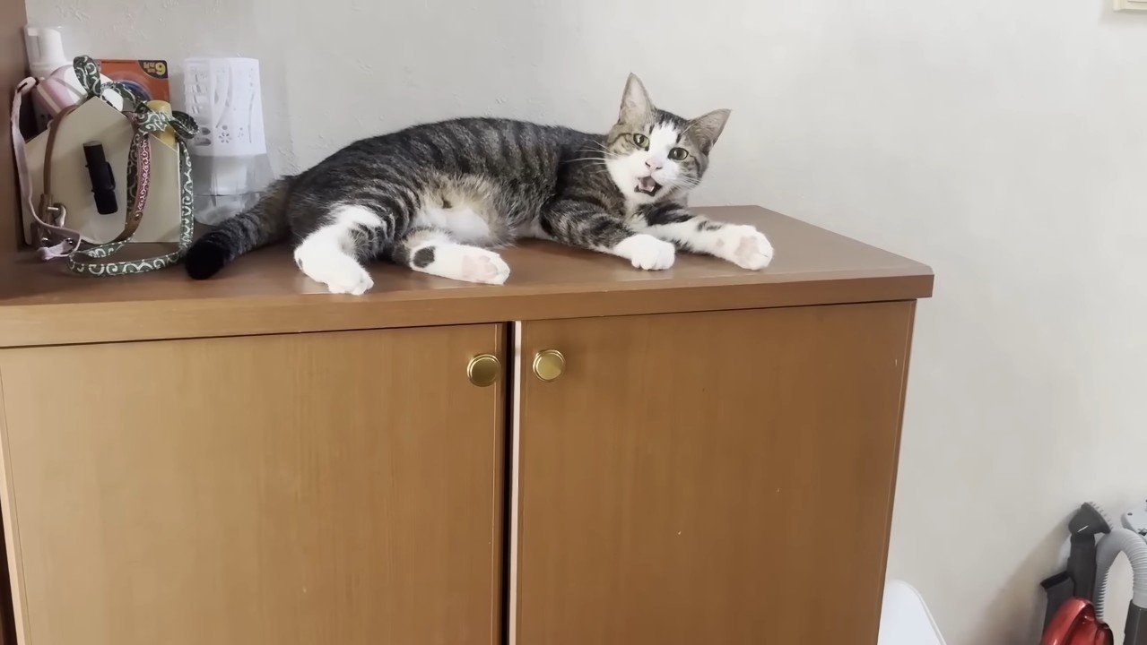 棚の上