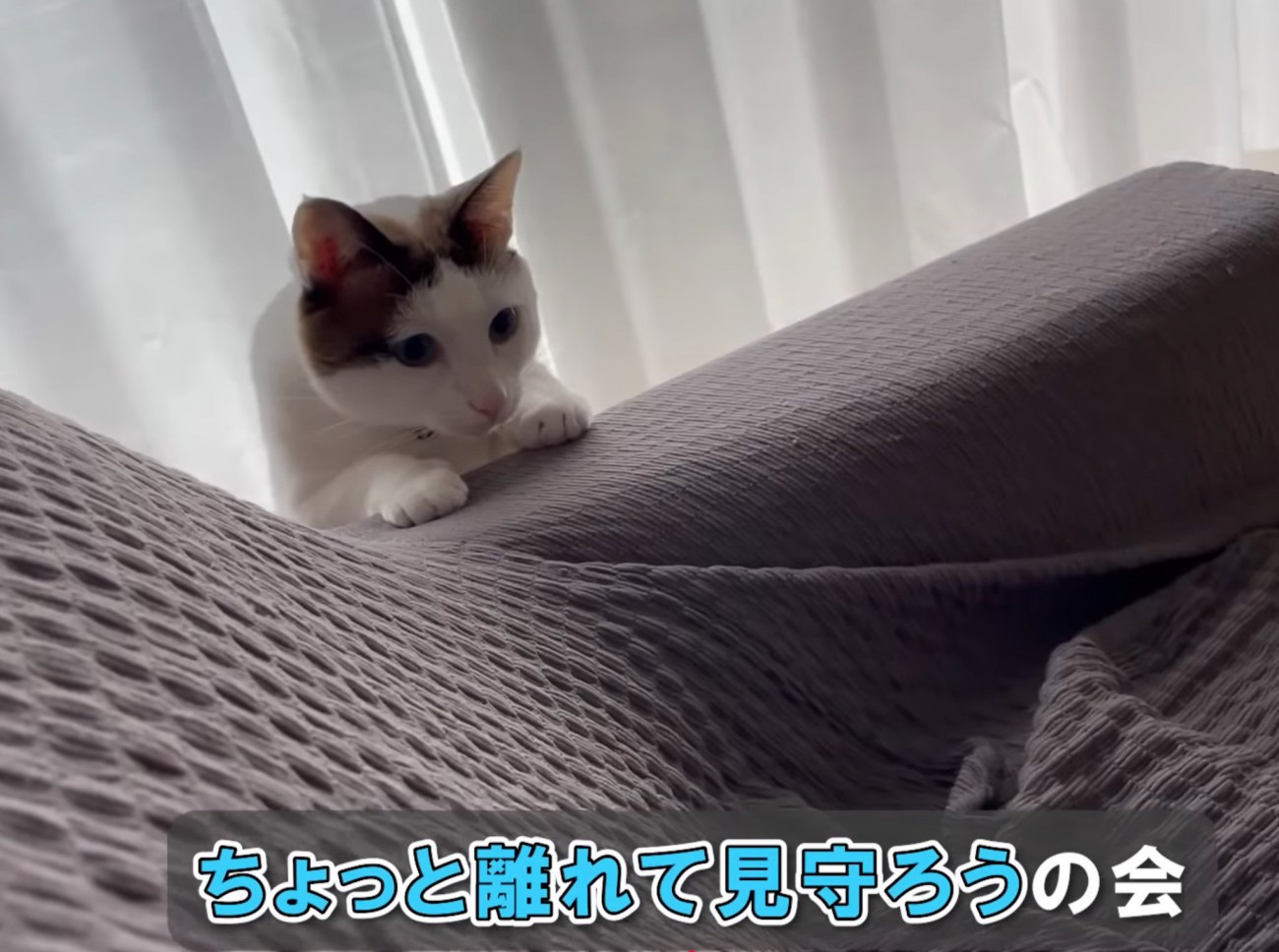 少し離れて見守る猫